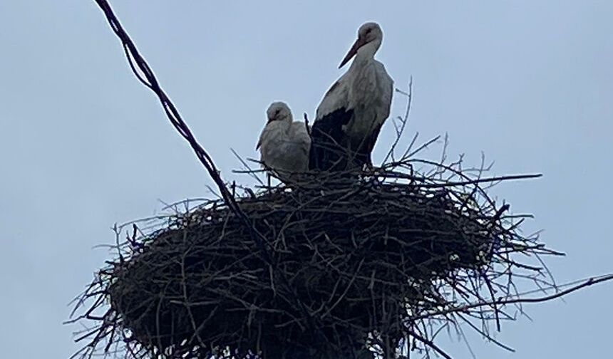 2 aşık leylek geleneği bozmadı
