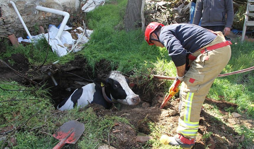 7 aylık gebe inek kuyuya düştü