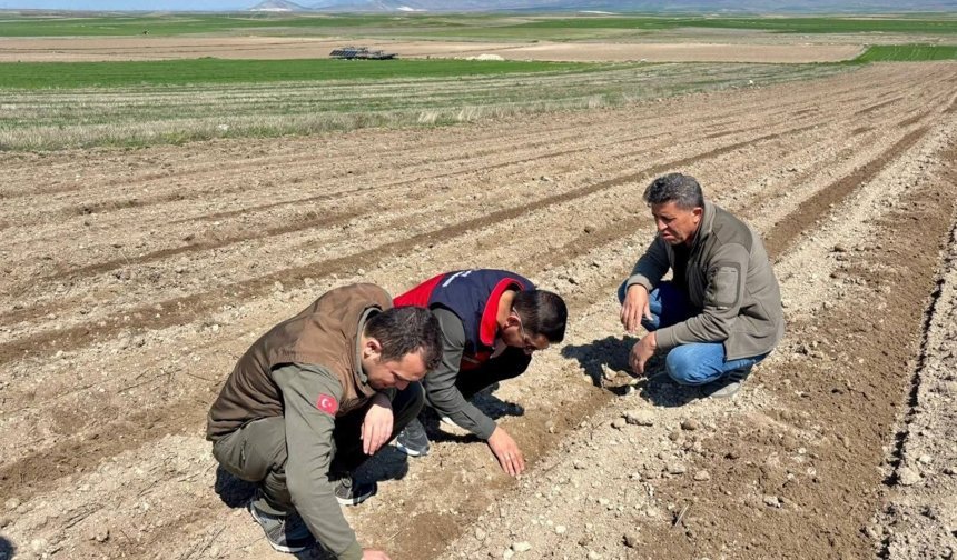 Atıl durumdaki tarım arazilerine ayçiçeği ekimi yapıldı