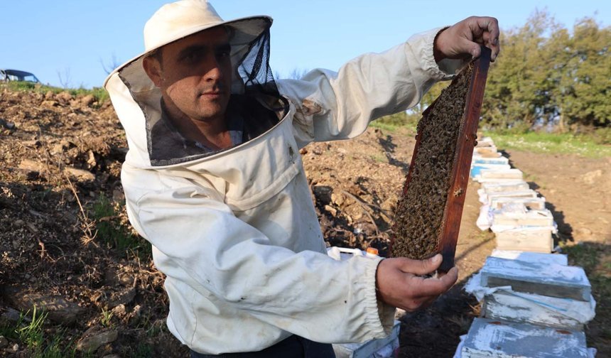 Aydın'da arı kolonileri gençleşiyor