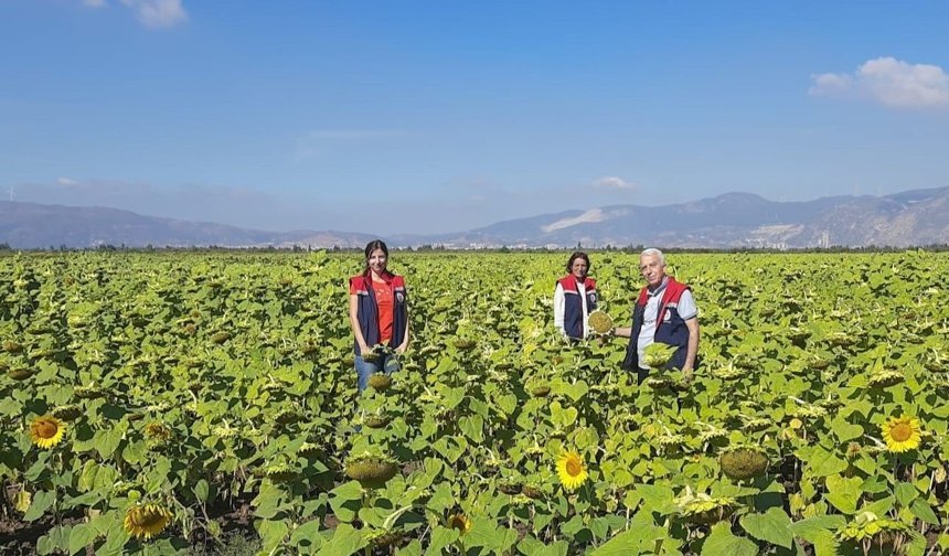 Aydın’da ayçiçeğinde tohum desteği başladı