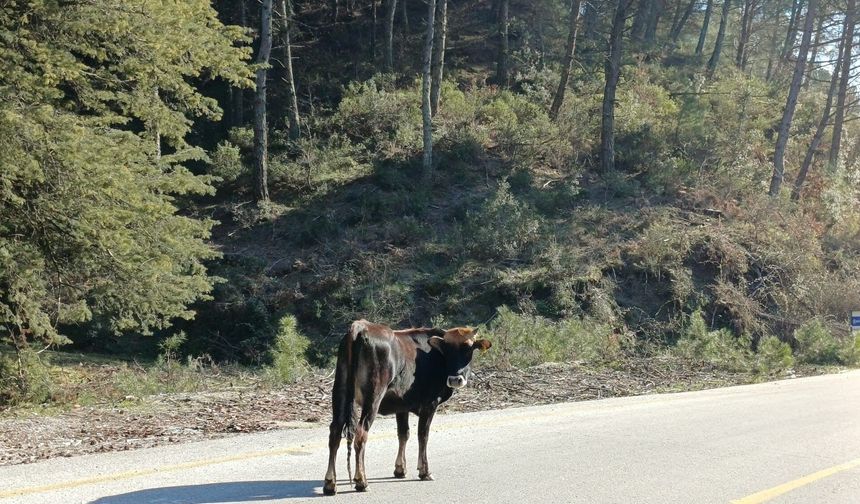 Aydın’da büyükbaş hayvanlar gezerek besleniyor