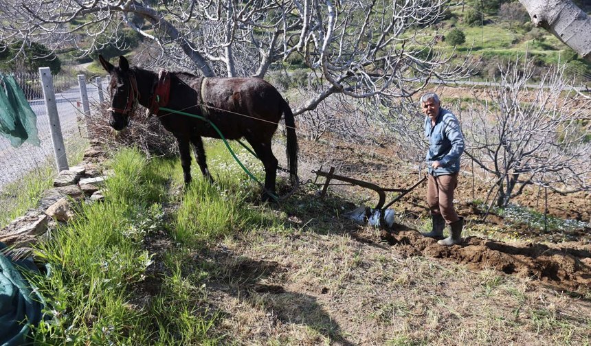 Aydın’da gençler köyü terk etti, iş yaşlılara kaldı