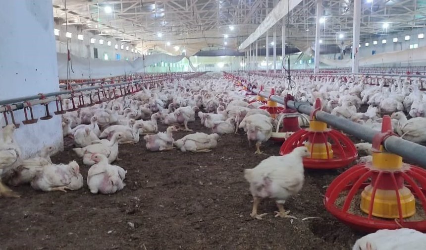 Aydın'da kanatlı üretimi 71 işletmede sürüyor