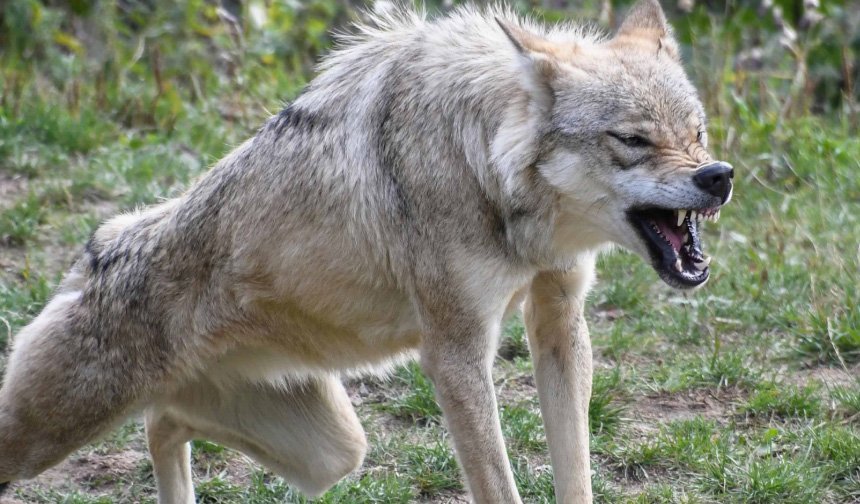 Aydın’da kurtlar mahalleye indi, 20 hayvan telef oldu