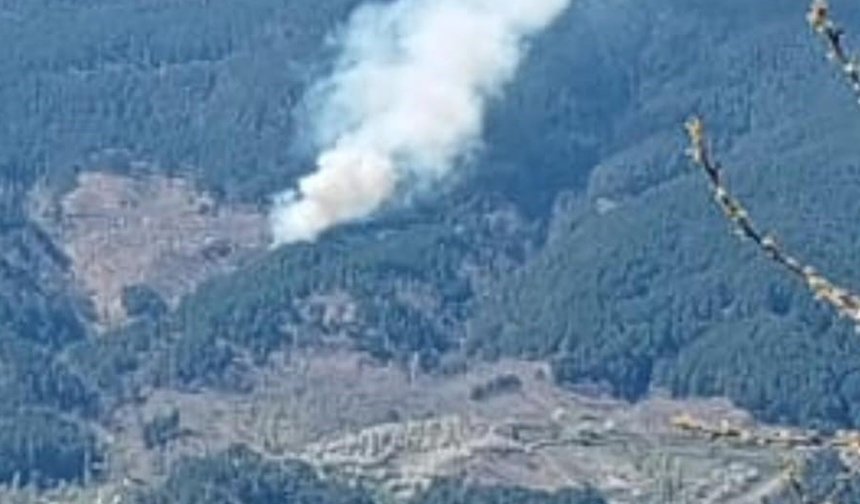 Aydın’da orman yangını çıktı