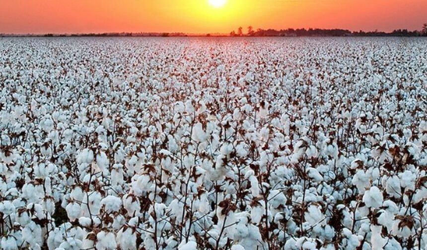 Aydın’da pamuk için seferberlik