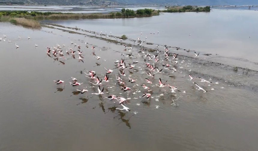 Aydın’da sular altında kalan arazilerde allı turnalar geziyor