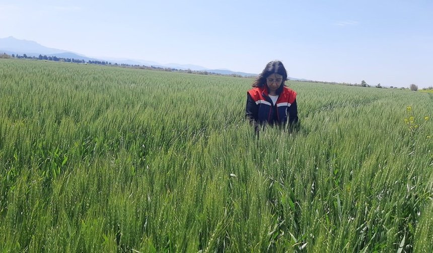 Aydın’da tarım arazilerinde alarm