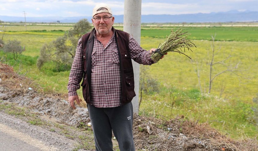 Aydın’da topladığı kedirgen ve sarmaşıkları ihtiyaç sahiplerine dağıtıyor