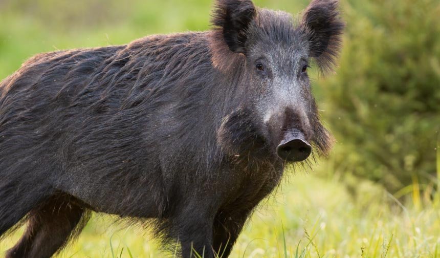 Aydın’da vatandaşların beslemesine alışan yaban domuzları şehir merkezlerini mesken tuttu