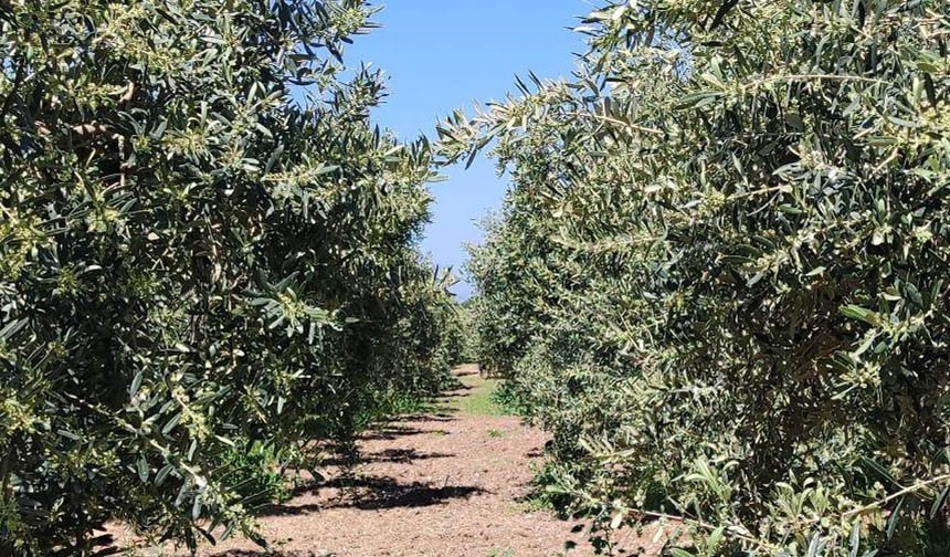 Aydın’da zeytin üreticilerine kritik uyarı