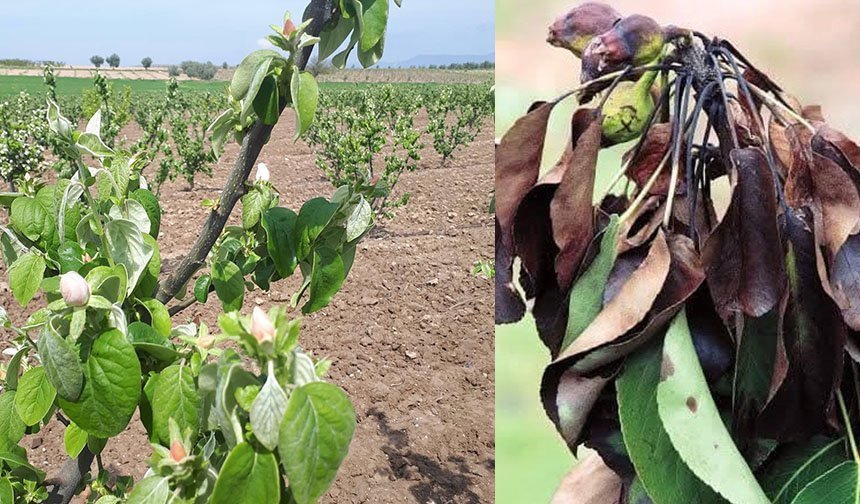 Ayva, elma ve armutta erwinia amylovora bakterisi tehlikesi