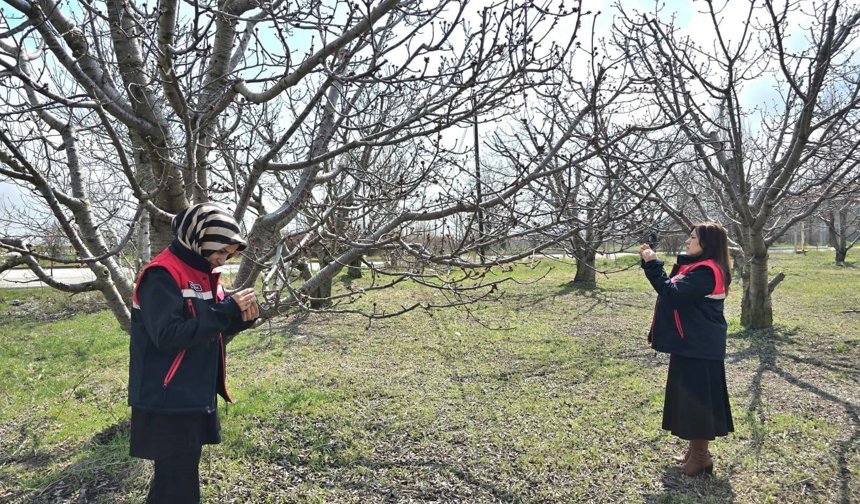 Bahçeleri zirai don vurdu