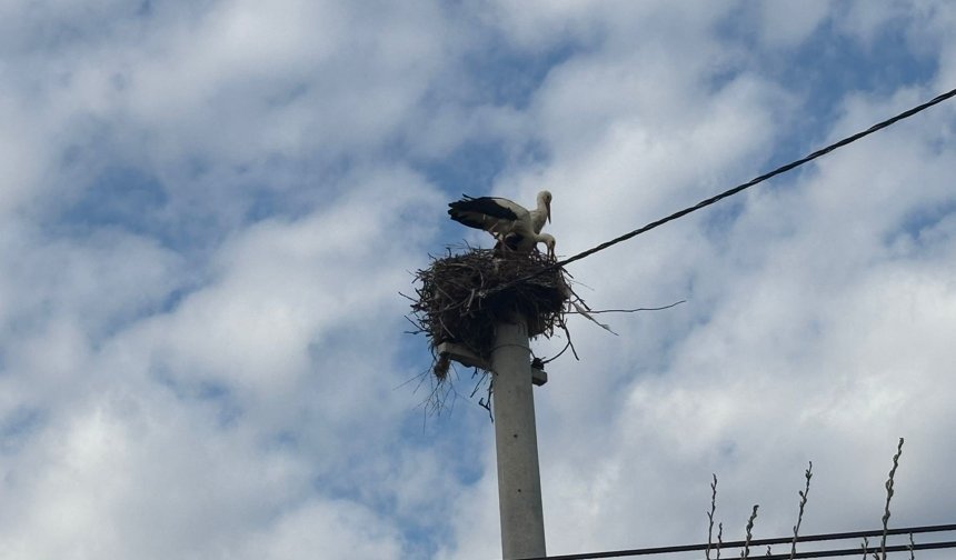 Bozdoğan’da baharın müjdecisi leylekler yuvalarına döndü