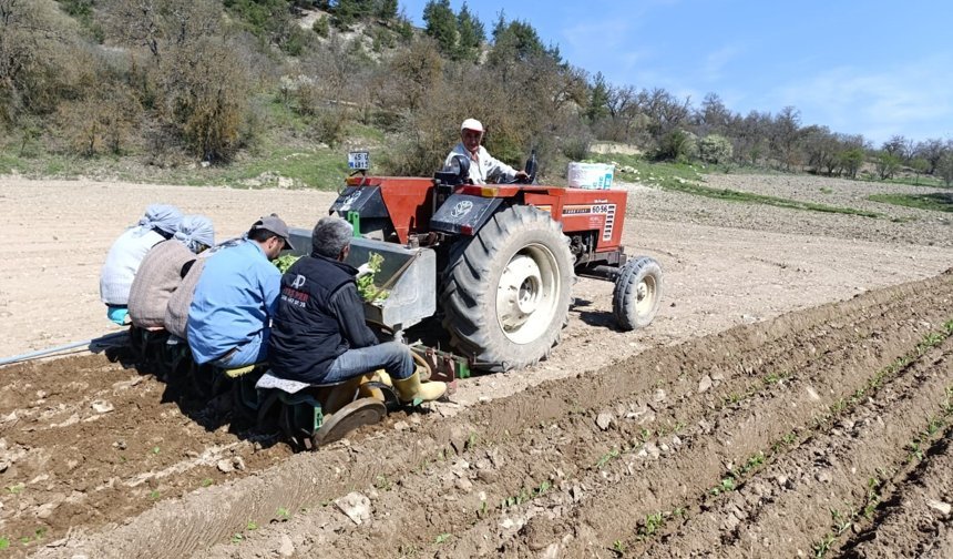 Çiftçinin tütün mesaisi başladı