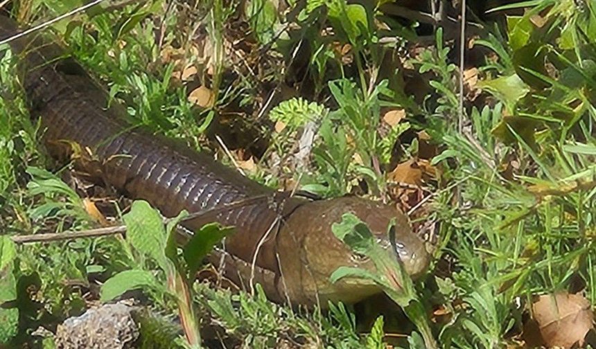Demir yılan ortaya çıktı