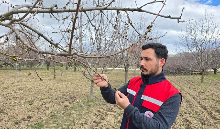 Ekipler meyve bahçelerinde inceleme yapıyor