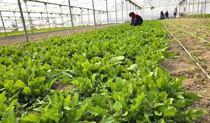 Ekipler tere ve roka üretilen seralarda