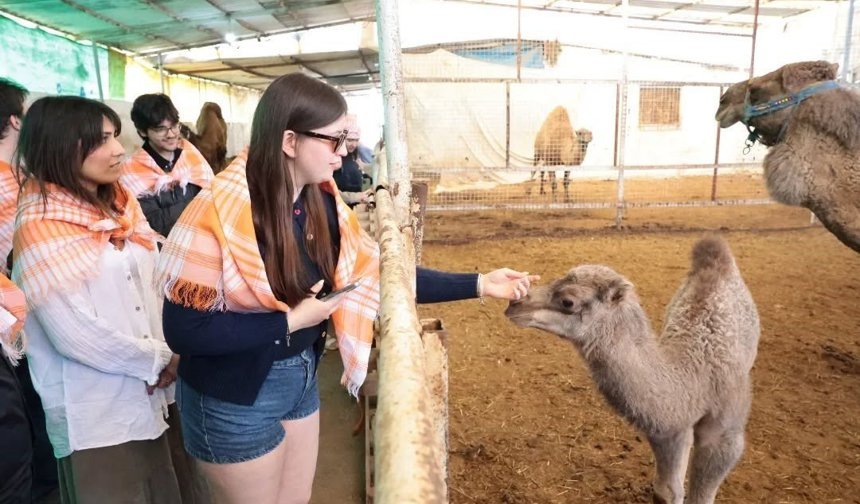 Estonyalı öğrenciler Aydın’da deve çiftliğini gezdi