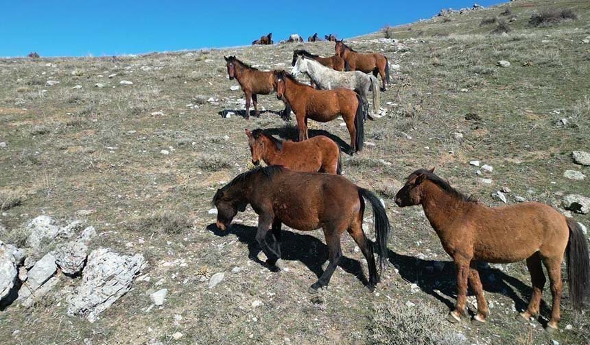 Havanın ısındı, yılkı atları hareketlendi