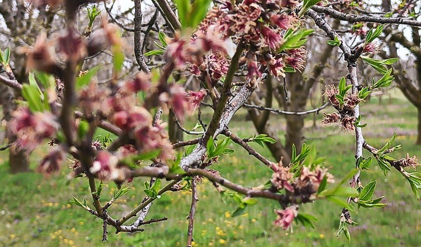 Kayısı ve erikten kötü haber.. Kiraz kurtuldu