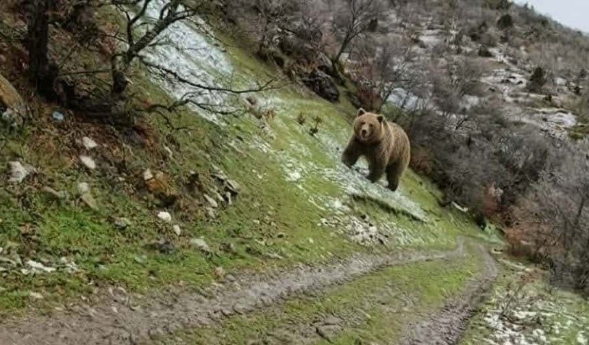 Kış uykusundan uyanan anne ayı yavruları ile yaylaya indi