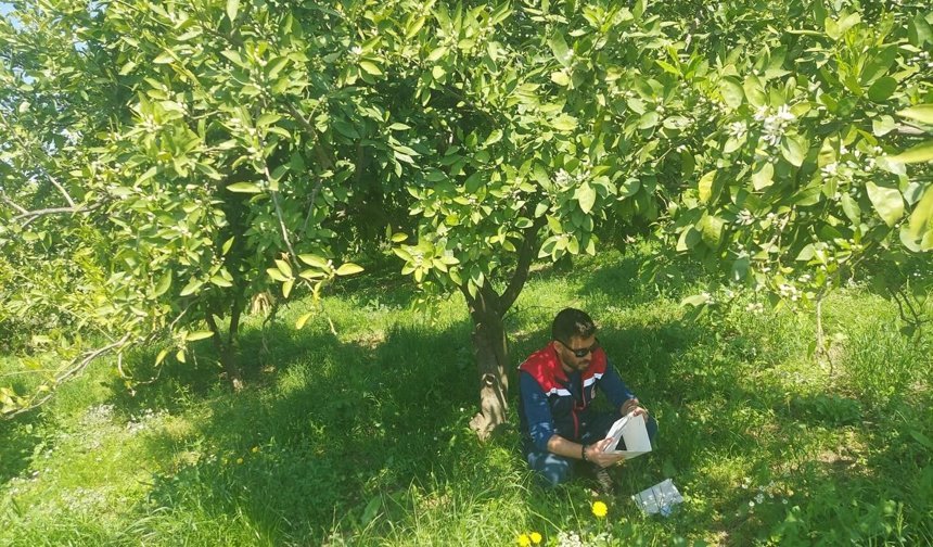 Koçarlı'da Akdeniz meyve sineği alarmı