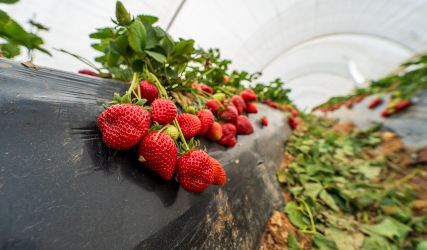 Köprübaşı çileği bu sene de çiftçinin yüzünü güldürdü