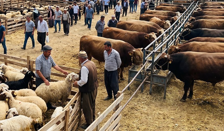 30 bin TL’ye de var, 300 Bin TL’ye de! 2026 kurbanlık fiyatları belli oldu