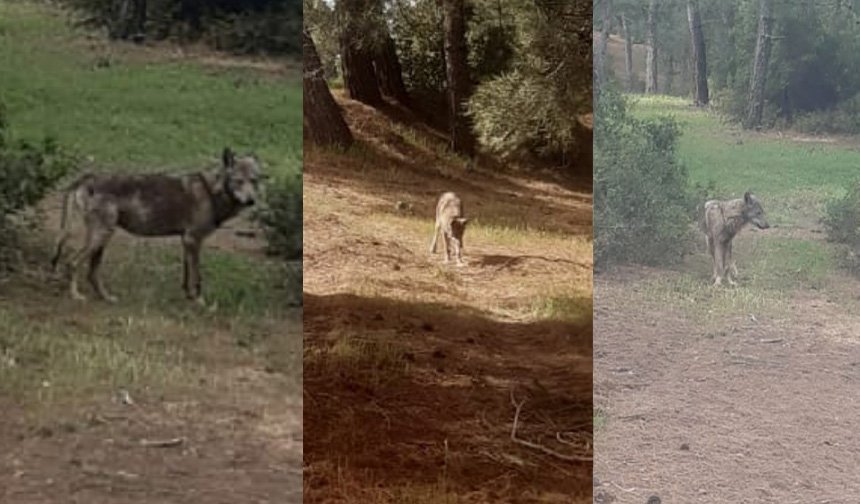 Kurtlar yerleşim yerlerine yaklaştı