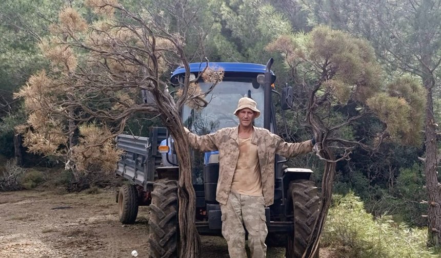 Kuru geven bitkisi köylünün gelir kaynağı oldu