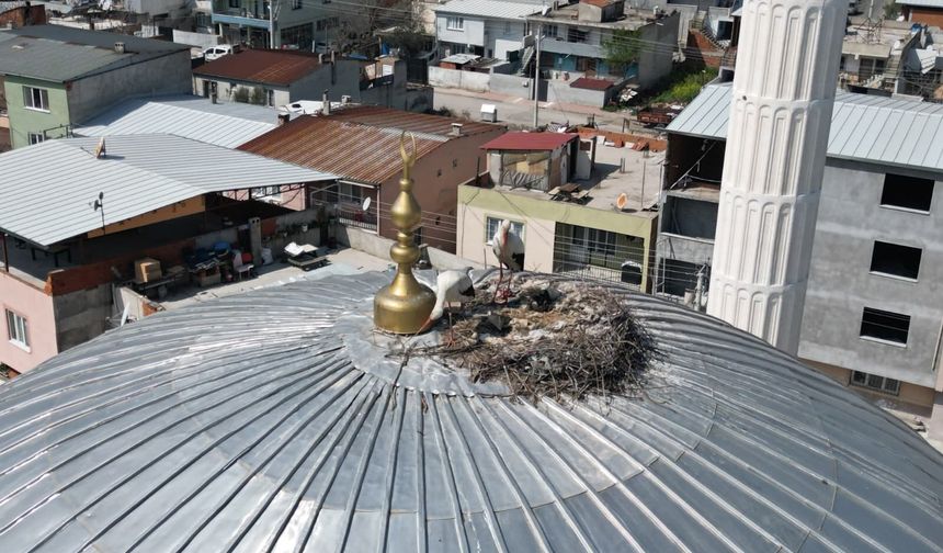 Leylekler cami kubbesine yuva yaptı