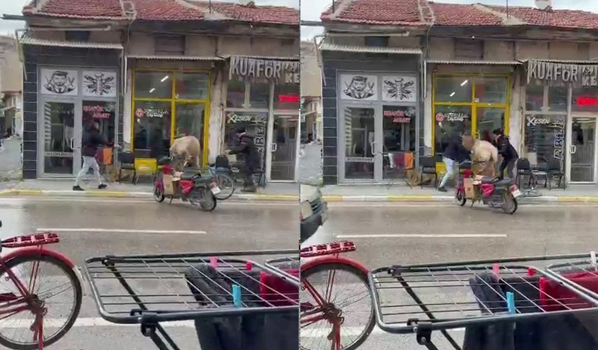 Firar eden inek berbere gitti