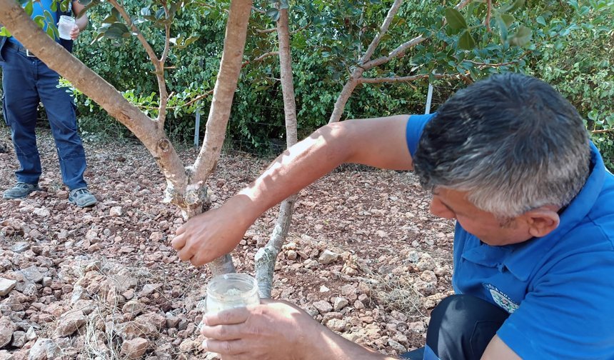 Sakızdan farklı ürünler üretilmeye başlandı