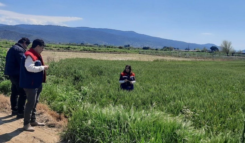 Söke'de hububat ekili araziler denetlendi