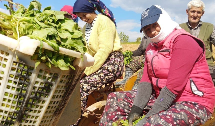 Tütün dikimi başladı