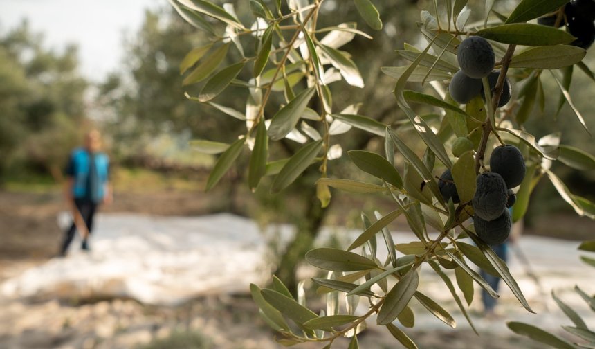 Zeytin için önemli toplantı