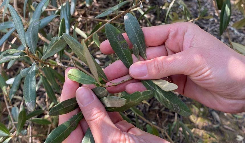 Zeytinde halkalı leke alarmı