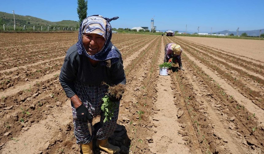 Aydın’da İşçi Bayramı’nın öteki yüzü