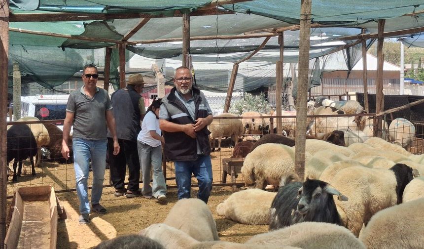 Aydın’da kurbanlık fiyatları belli oldu