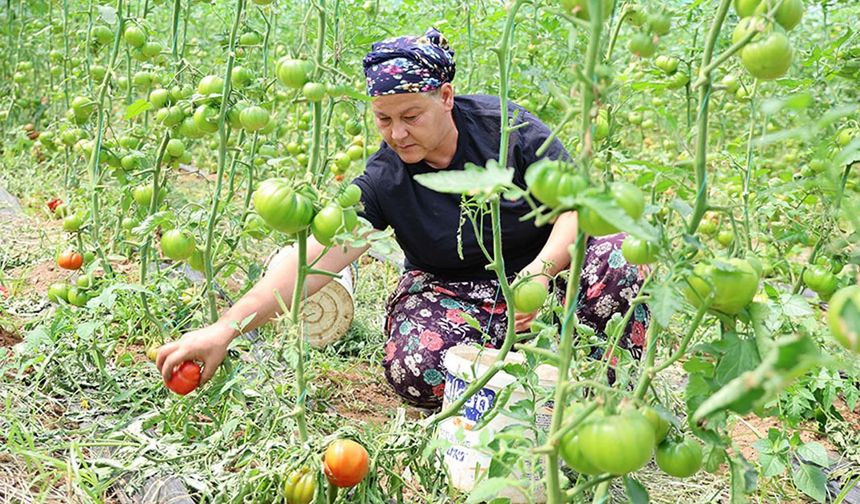 Aydın’da üretiliyor, eskiden kimse almıyordu şimdi pazarın yıldızı