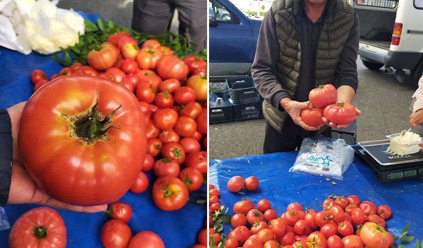 Aydın’daki pazarda görüntülendi.. Tek domates 1 kilo!