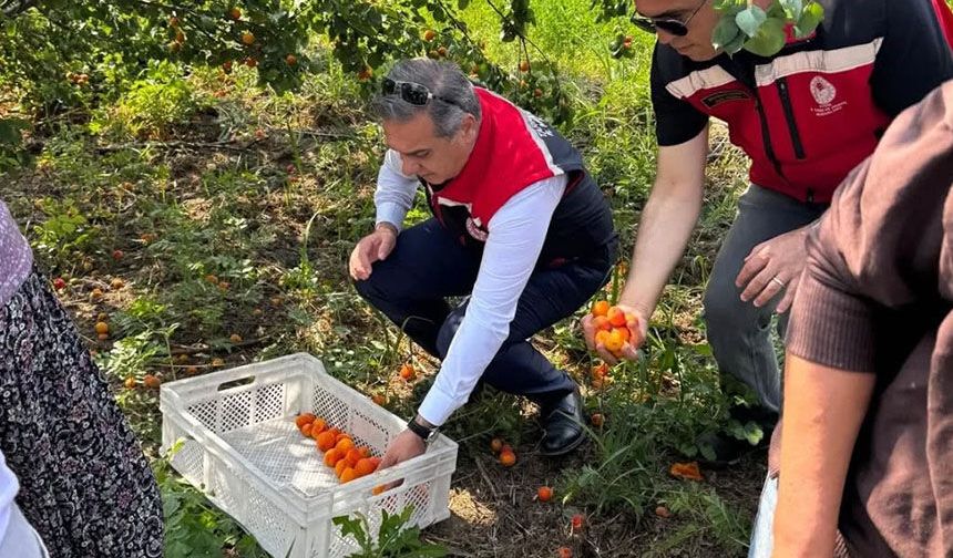 Aydın’ın kayısı bahçelerinde çalışmalar başladı