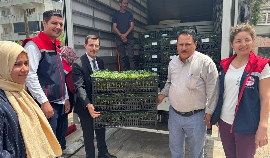 Bozdoğan'da üreticilere 14 bin domates fidesi dağıtıldı