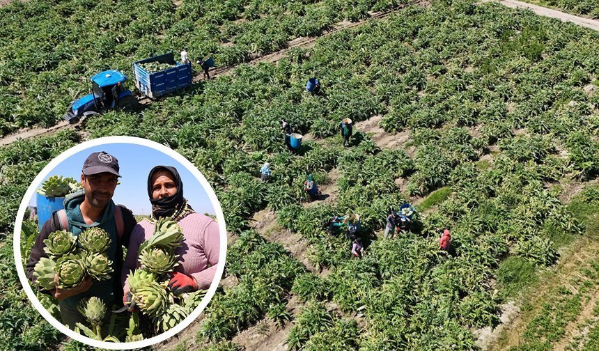 Aydın’da üretiliyor, yurdun dört bir yanına gönderiliyor