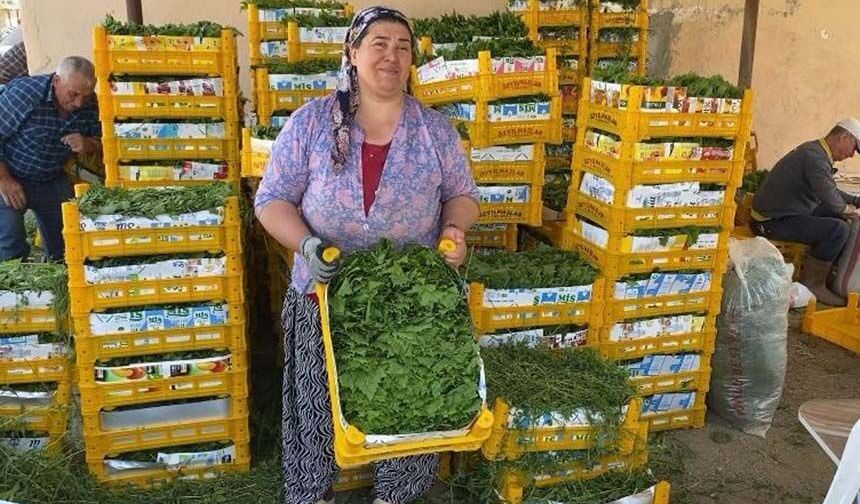 Üzümden önce yaprak kazandırdı