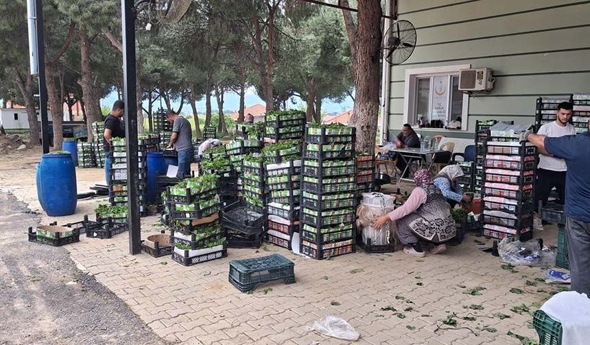 Taze bağ yaprağı geçiniyorlar