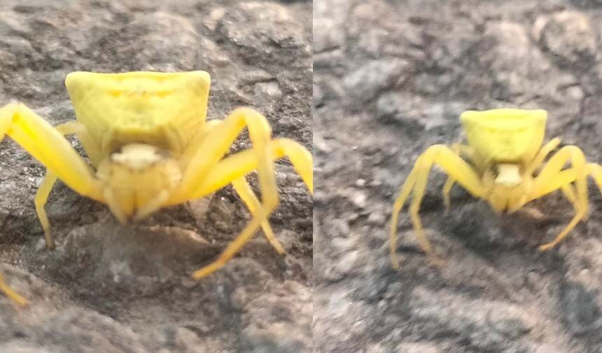 Thomisidae örümceği Aydın’da ortaya çıktı