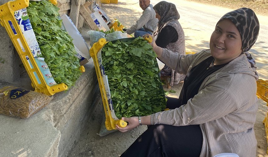 Üzümden önce yaprağı kazandırıyor